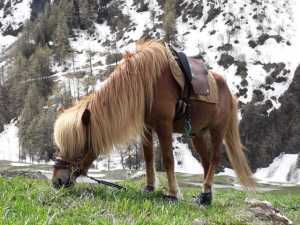 El Primero à cheval islandais en France