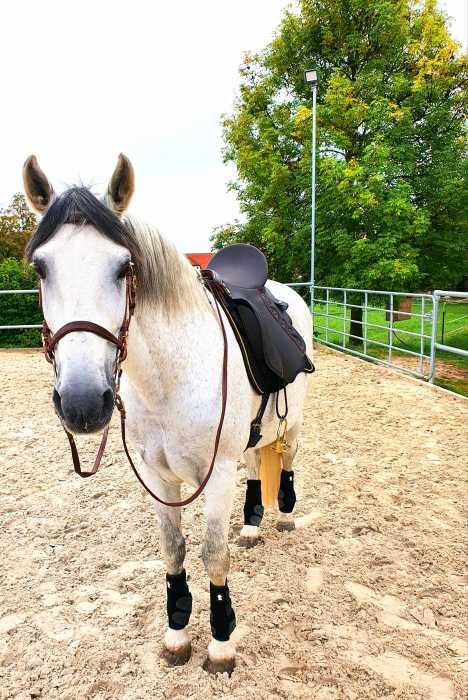 Dressage Andaluz Sattel für Spanier Rayo