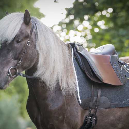 Isländer mit Iberosattel