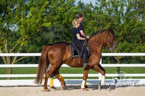 Evelyn Schloßhahn-Wiedner - www.gunnarwiedner.de, Reitlehrer Schule der Lègèretè