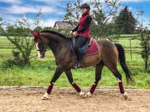 M. Tabertshofer - Dressage Andaluz