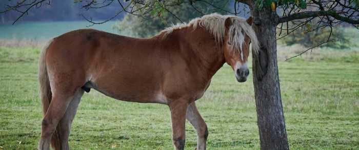 Haflinger