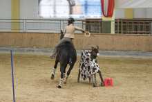 Iberosattel® auf PRE Gorrion bei der Working Equitation