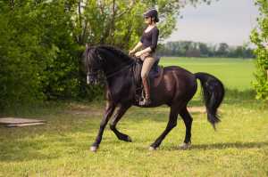 Lisa E. aus Österreich: (OEPS Working Equitation Lehrwart) schreibt gerade an Ihrer Doktorarbeit Dr. med. vet. und startet seit ca. 2 Jahren mit Ihrem P.R.E. Gorri in der Working Equitation.