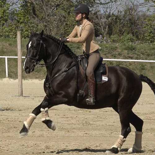 Lisa E. mit Iberosattel® auf PRE Gorrion bei der Working Equitation