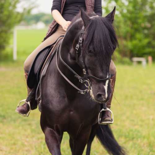 Lisa E. aus Österreich: (OEPS Working Equitation Lehrwart) schreibt gerade an Ihrer Doktorarbeit Dr. med. vet. und startet seit ca. 2 Jahren mit Ihrem P.R.E. Gorri in der Working Equitation.