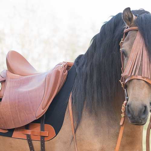 Tamino P.R.E. med en Amazona Dressage 3000, farge juchte / cognac, filtsjabrakk svart / cognac, portugisisk Vaquero-tøyler cognac, iberiske sølvstigbøyler med premium stigbøylestropper cognac.