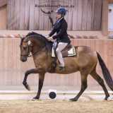 Susanne Schnell auf Tamino (Working Equitation)