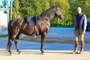 Holger M. mit Bolero und Sattel Amazona Dressage Comfort 3000