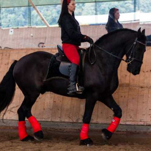 Jacqueline F. auf Friesenwallach mit  Amazona Dressage Comfort