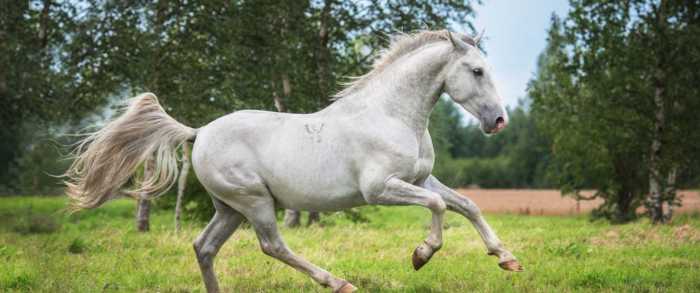 Lipizzaner