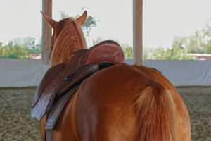 Dressage Andaluz mit Montanaprägung und Hengst Golden Rus Vedus (Budjonny Hengst) 