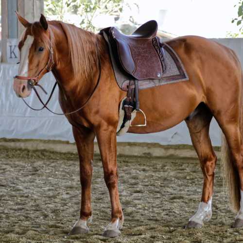 Dressage Andaluz med Montana-preg og hingst Golden Rus Vedus (Budjonny Hingst).