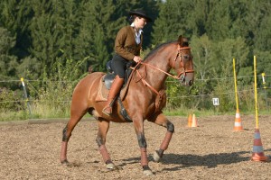 Working Equitation mit Iberosattel